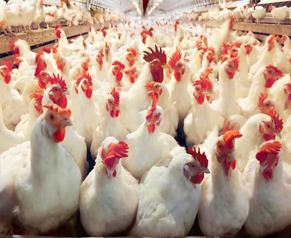 Application of Ozone in Poultry Farms