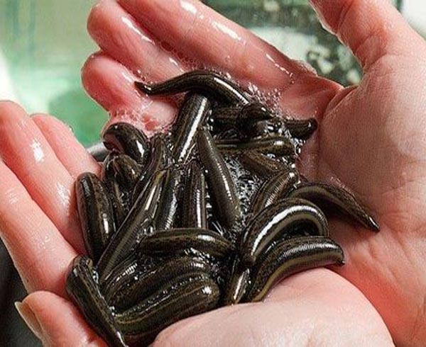 Application of Ozone in Leech Farming